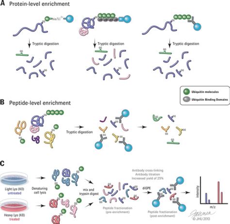 Using The Ubiquitin Modified Proteome To Monitor Protein Homeostasis