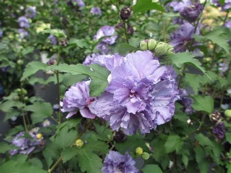 Blueberry Smoothie™ Althea Ppaf Hibiscus Syriacus ‘ds01bs Hibiscus