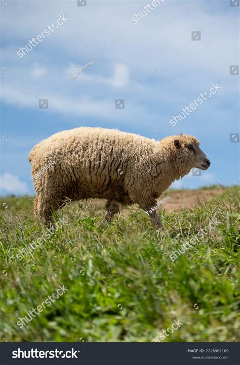 Sheep On Mountain Farm Against Green Stock Photo 2226962109 Shutterstock