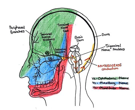 Trigeminal Nerve V1 V2 V3