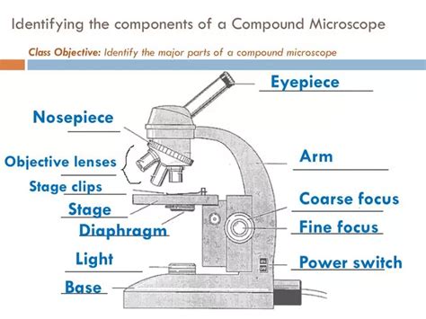 Compound Light Microscope Parts And Functions Ppt | Shelly Lighting