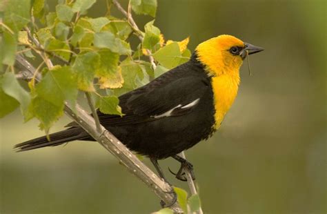 Yellow Headed Blackbird Owen Deutsch Photography