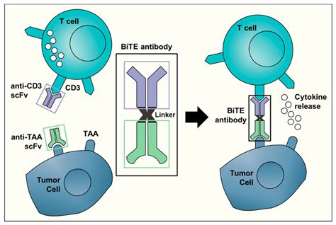 A Schematic Representation Of The Bispecific T Cell Engager Bite