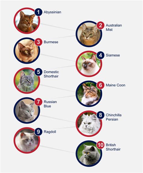 popular breeds  cats petlifeau