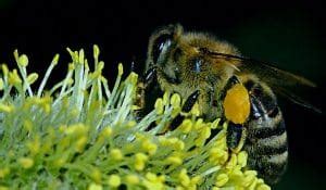 Abeja Caracter Sticas H Bitat Alimentaci N Reproducci N Y Su Miel