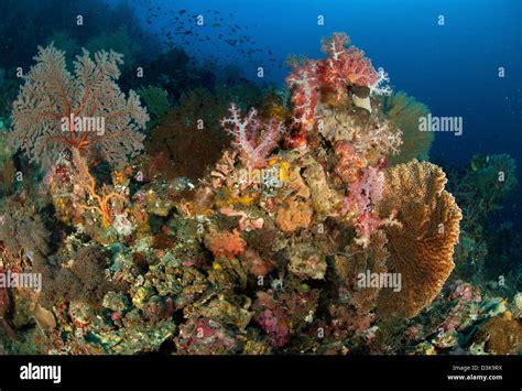 Reef Scene With Gorgonian Sea Fans And Soft Corals North Sulawesi