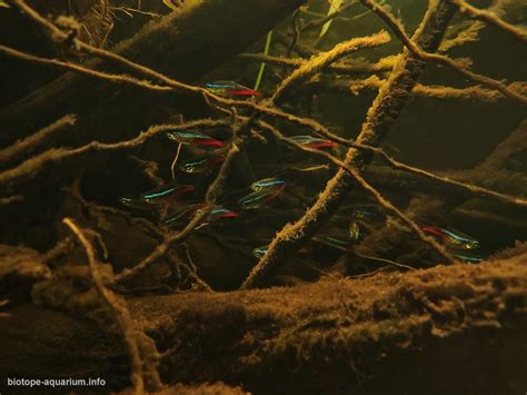 Putumayo river basin in the Colombia-Perú area, 160 L – Biotope Aquarium