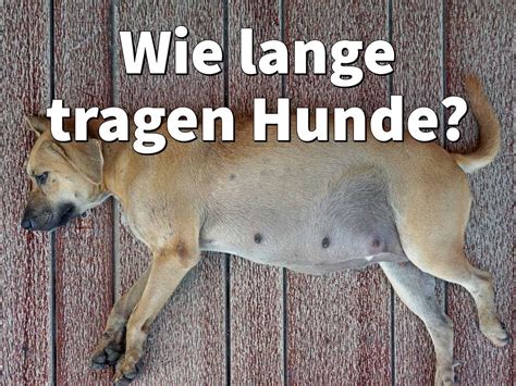 Wann Kann Ein Hund Schwanger Werden Alles Was Du Wissen Musst