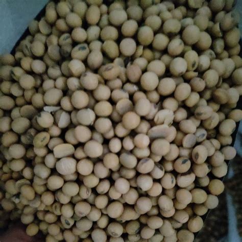 Jual Kacang Kedelai Amerika Super 1 Karung 25 Kg Shopee Indonesia