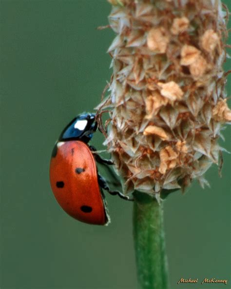 Good Vs Bad Ladybugs In Your Garden And How To Tell The Difference