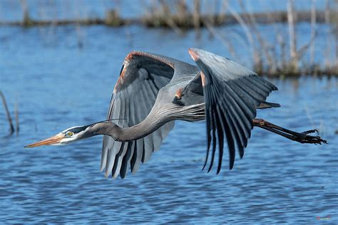 Great Blue Heron In Flight DMSB0151 Photograph By Gerry Gantt Fine