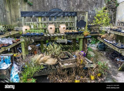 Display Of Dying Garden Plants At A Garden Centre Due To Covid 19