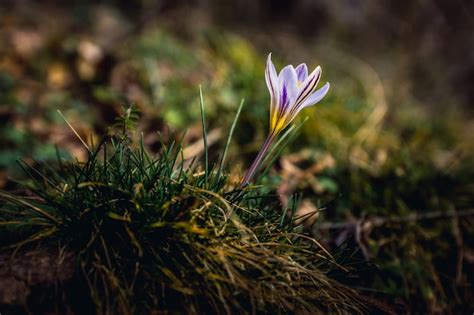 Premium Photo White Purple Crocus In The Dark Green Grass Every Year