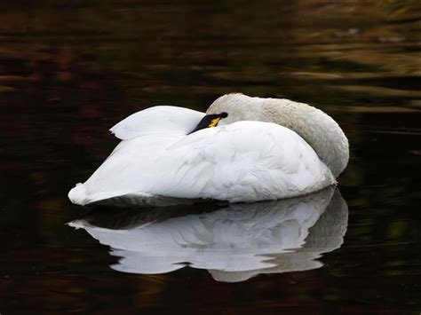 What Do Swans Eat? (And What Not to Feed Them?) | Birdfact