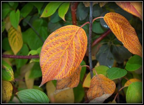Marks Veg Plot The Dogwood Shows Its Autumn Colours