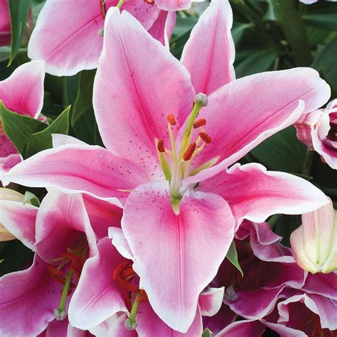 Lily Wallpapers, Pink Lily, #18155