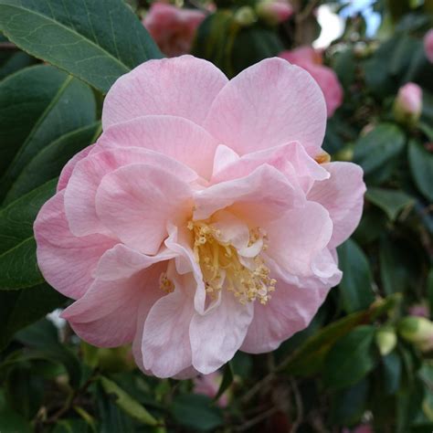 Cam Lia Champ Tre Camellia Cuspidata Spring Festival P Pini Res