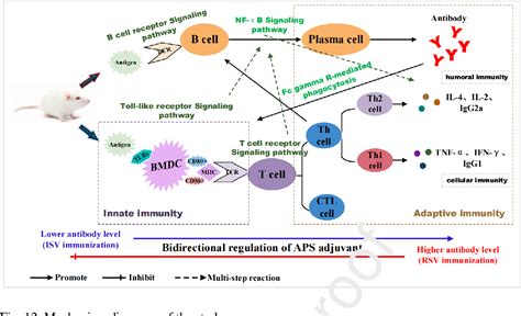 Figure From Bidirectional And Persistent Immunomodulation Of