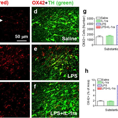 IL 1ra Attenuated Neonatal LPS Induced Microglia Activation In The SN