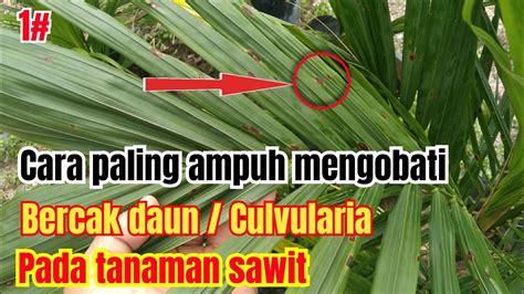 Cara Paling Ampuh Mengobati Bercak Daun Atau Jamur Culvularia Pada