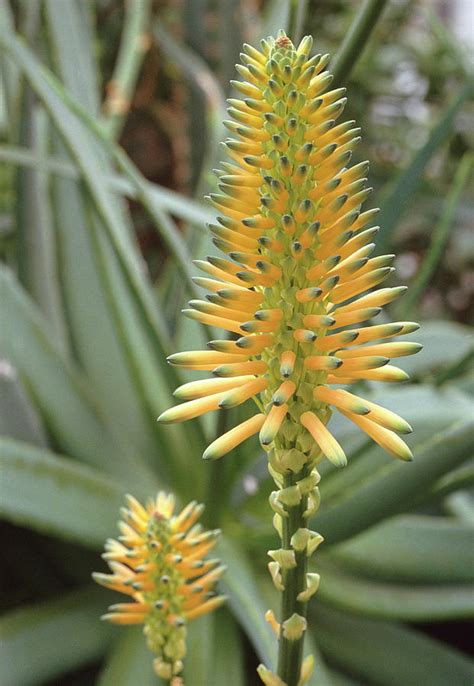 Aloe Arborescens By Mike Dansonscience Photo Library