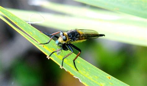 Mallophora Bomboides Florida Bee Killer Robber Fly Eati Flickr