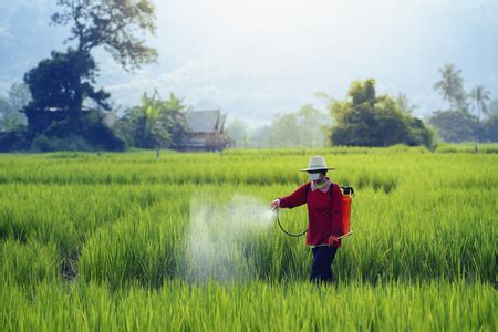 Farmers Spray Insecticides To Rice Using Insecticide Sprayers With