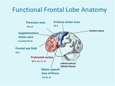 Frontal lobe