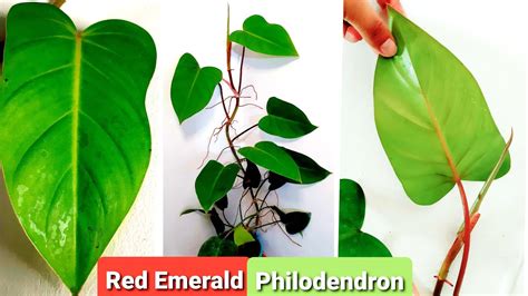 Philodendron Red Emerald Propagation Care Erubescens Guide YouTube