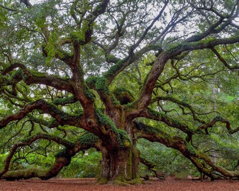 El Roble Como árbol Sagrado Pisos De Madera