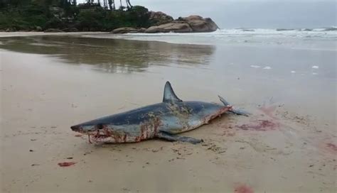 Tubar O Encontrado Morto Em Praia De Florian Polis Pode Ser Da Esp Cie