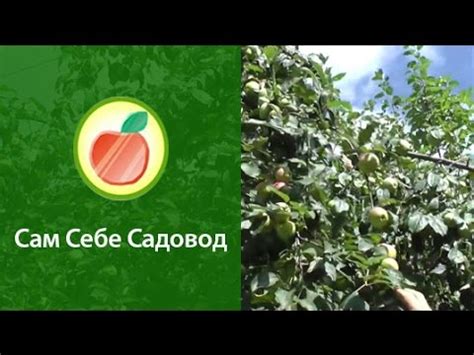 Семейная, многосортовая яблоня - YouTube