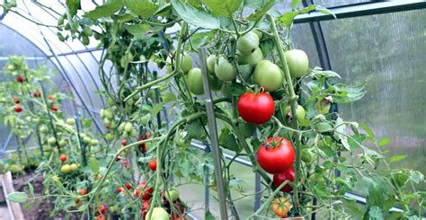 Qu Hacer Con Las Tomateras En Invierno Consejos Esenciales El