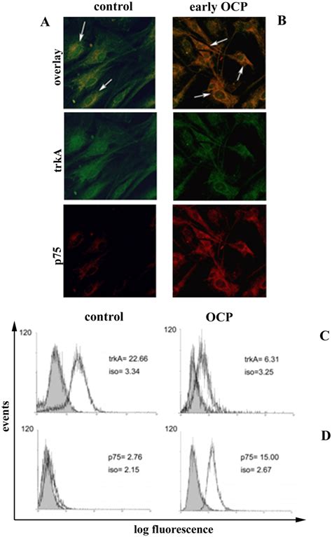 Trka Ngfr And P Ntr In Ocp Conjunctiva And Fbs Ab Confocal Analysis