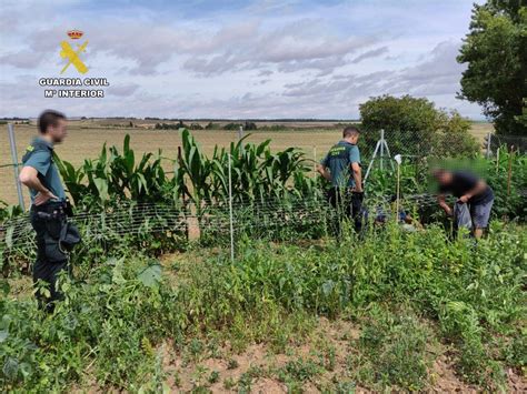 El Helicóptero De La Guardia Civil Descubre En Cañas Una Plantación De