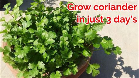 Fastest Growing Method Of Coriander In 3 Days Only Youtube