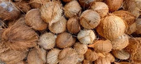 A Grade Semi Husked Mature Coconut Coconut Size Large At Rs Piece