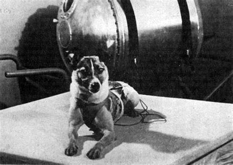 Laika Cagnolina Nello Spazio Biografia