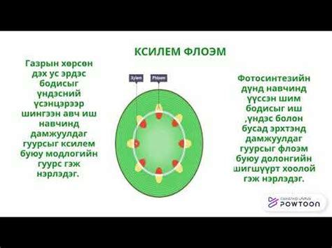 Транспираци - YouTube