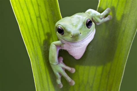 Australian Green Tree Frog On Green Background Stock Photo Image Of