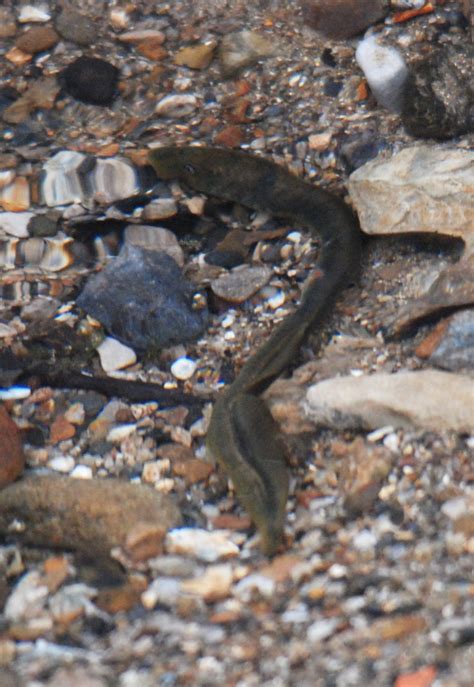 Brook Lamprey, near Calver (Derbyshire), April 2022 - ZooChat