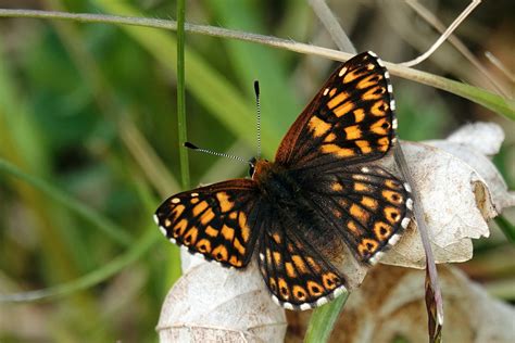 Lucina Invertebrados Del Mass S Del Montseny Biodiversity All