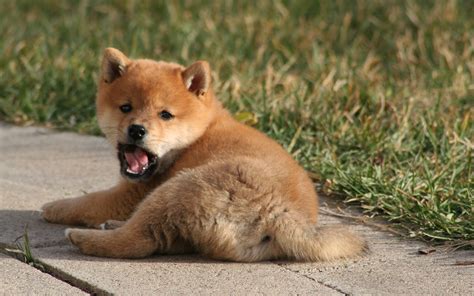 Brown puppy, lying, yawn 750x1334 iPhone 8/7/6/6S wallpaper, background ...