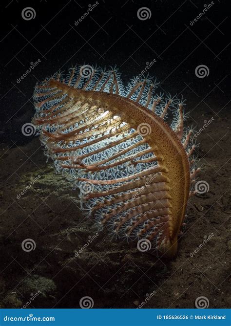 Phosphorescent Sea Pen Underwater On The Mud Beds Of Loch Leven