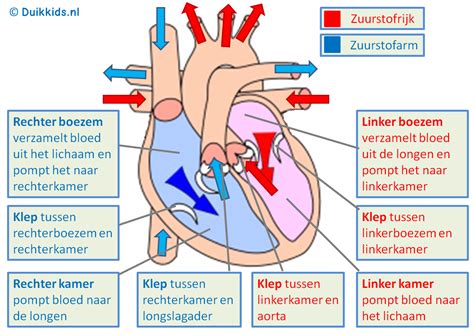 Bloedsomloop Het Menselijk Lichaam Menselijk Lichaam Hart Anatomie