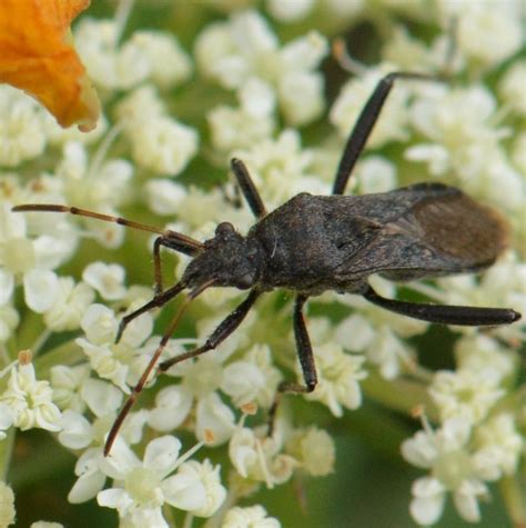 Common Broad Headed Bug Alydus Eurinus Wild Columbia County