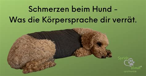 Schmerzen Beim Hund Sprich Hund