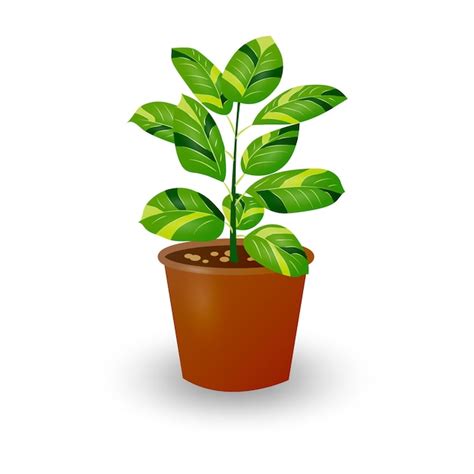 Planta De Ficus Em Vaso Isolado No Fundo Branco Planta Decorativa Para