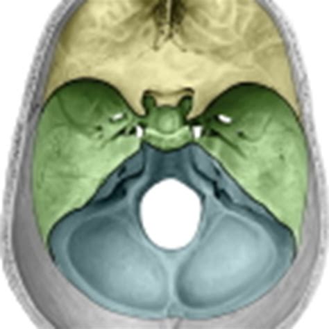 Lab 1 Cranial Vault And Supportive Structures Of The Brain Flashcards