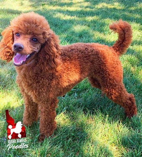 Idaho Jewels Poodles